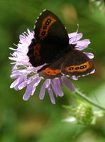 Moiré sylvicole. Femelle, Cheires de Côme. Cliquer pour agrandir l'image.