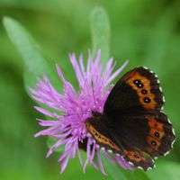 Moiré sylvicole. Femelle, Cheires de Côme. Cliquer pour agrandir l'image.