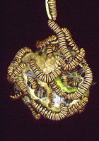 Monarque. Chenille. Cliquer pour agrandir l'image.