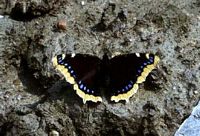 Morio. Cliquer pour agrandir l'image.
