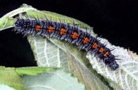 Morio. Chenille. Cliquer pour agrandir l'image.