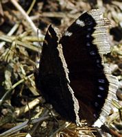 Morio. Cheires de Côme. Cliquer pour agrandir l'image.