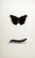 Morio. Planche d'identification Morris. Cliquer pour agrandir l'image.