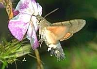 Moro sphinx. Cliquer pour agrandir l'image.