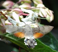 Moro sphinx. Sur clerodendron, Chamalières. Cliquer pour agrandir l'image.