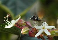 Moro sphinx. Sur clerodendron, Chamalières. Cliquer pour agrandir l'image.