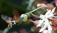 Moro sphinx. Sur clerodendron, Chamalières. Cliquer pour agrandir l'image.