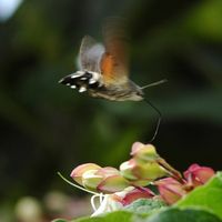Moro sphinx. Sur clerodendron, Chamalières. Cliquer pour agrandir l'image.