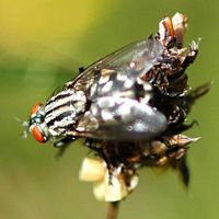 Mouche à damier. Ceyssat. Cliquer pour agrandir l'image.