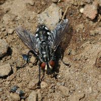 Mouche à damier. Vichatel. Cliquer pour agrandir l'image.