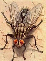Mouche à damier. Dessin. Cliquer pour agrandir l'image.