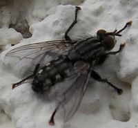Mouche à damier. Mâle. Cliquer pour agrandir l'image.