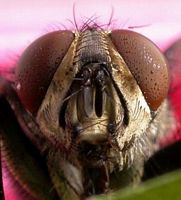 Mouche à damier. Tête. Cliquer pour agrandir l'image.