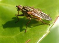 Mouche à merde. Cliquer pour agrandir l'image.