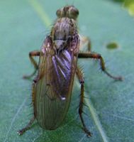 Mouche à merde. Mâle. Cliquer pour agrandir l'image.