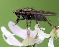 Mouche à merde. Femelle. Cliquer pour agrandir l'image.
