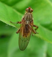 Mouche à merde. Mâle. Cliquer pour agrandir l'image.