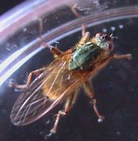Mouche à merde. Mâle. Cliquer pour agrandir l'image.