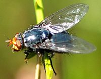 Mouche bleue. Ceyssat. Cliquer pour agrandir l'image.