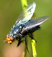 Mouche bleue. Ceyssat. Cliquer pour agrandir l'image.