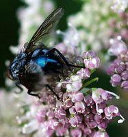 Mouche bleue. Sauterre. Cliquer pour agrandir l'image.