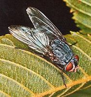 Mouche bleue. Cliquer pour agrandir l'image.