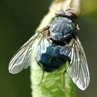 Mouche bleue. Chamalières. Cliquer pour agrandir l'image.