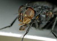 Mouche bleue. Cliquer pour agrandir l'image.