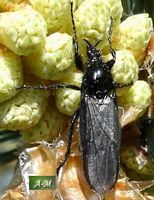 Mouche de la Saint-Marc. Femelle. Cliquer pour agrandir l'image.