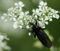 Mouche de la Saint-Marc. Narse d'Espinasse. Cliquer pour agrandir l'image.
