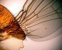 Mouche du vinaigre. Cliquer pour agrandir l'image.