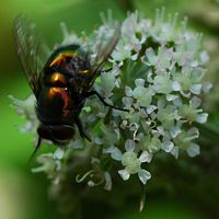 Mouche verte. Sauterre. Cliquer pour agrandir l'image.