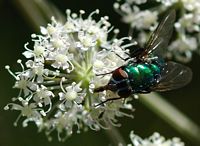 Mouche verte. Sauterre. Cliquer pour agrandir l'image.