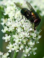 Mouche verte. Sauterre. Cliquer pour agrandir l'image.