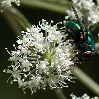Mouche verte. Sauterre. Cliquer pour agrandir l'image.