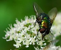 Mouche verte. Sauterre. Cliquer pour agrandir l'image.