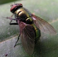 Mouche verte. Femelle. Cliquer pour agrandir l'image.