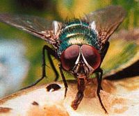 Mouche verte. Cliquer pour agrandir l'image.