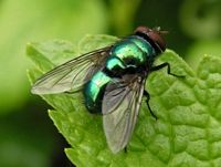 Mouche verte. Mâle. Cliquer pour agrandir l'image.
