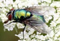 Mouche verte. Femelle. Cliquer pour agrandir l'image.
