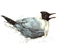 Mouette rieuse. Dessin. Cliquer pour agrandir l'image.