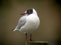 Mouette rieuse. Cliquer pour agrandir l'image.
