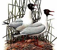 Mouette rieuse. Dessin. Cliquer pour agrandir l'image.
