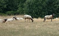 Mouton domestique. Race rava Villars. Cliquer pour agrandir l'image.