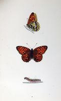 Moyen nacré. Planche d'identification Morris. Cliquer pour agrandir l'image.