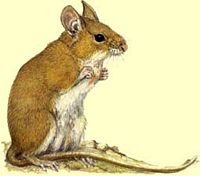 Mulot sylvestre. Dessin. Cliquer pour agrandir l'image.