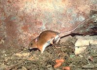 Mulot sylvestre. Adulte. Cliquer pour agrandir l'image.