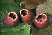Noisettes rongées et vidées de leur amande par un mulot sylvestre