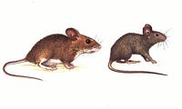 Mulot sylvestre. Mulot et souris. Cliquer pour agrandir l'image.