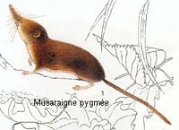 Musaraigne pygmée. Dessin. Cliquer pour agrandir l'image.